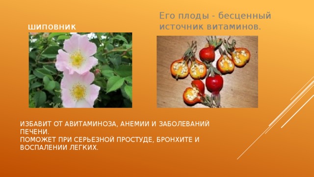 Его плоды - бесценный источник витаминов. шиповник Избавит от авитаминоза, анемии и заболеваний печени.  Поможет при серьезной простуде, бронхите и воспалении легких. 
