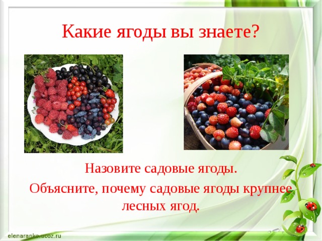 Какие ягоды вы знаете? Назовите садовые ягоды. Объясните, почему садовые ягоды крупнее лесных ягод. 