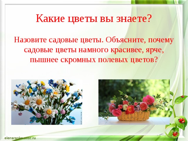Какие цветы вы знаете? Назовите садовые цветы. Объясните, почему садовые цветы намного красивее, ярче, пышнее скромных полевых цветов? 
