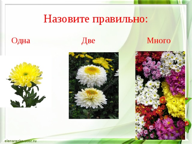 Назовите правильно: Одна Две Много 