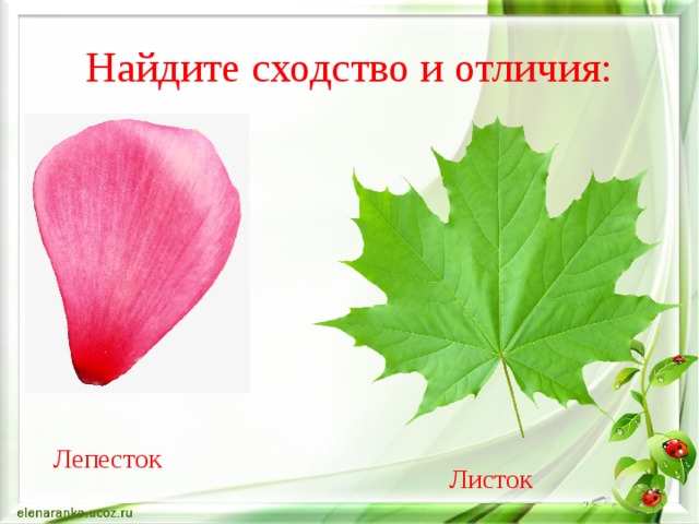 Найдите сходство и отличия: Лепесток Листок 