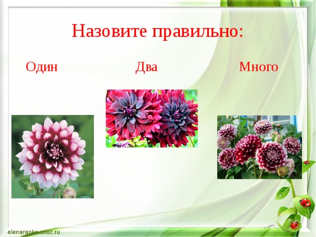 Назовите правильно:  Один Два Много 