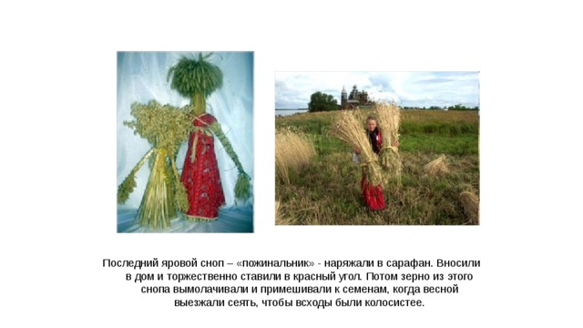 Последний яровой сноп – «пожинальник» - наряжали в сарафан. Вносили в дом и торжественно ставили в красный угол. Потом зерно из этого снопа вымолачивали и примешивали к семенам, когда весной выезжали сеять, чтобы всходы были колосистее.  