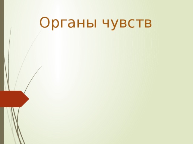 Органы чувств 
