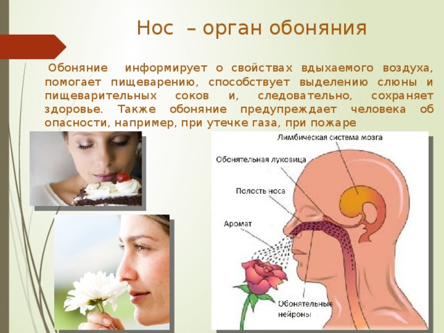 Нос – орган обоняния   Обоняние информирует о свойствах вдыхаемого воздуха, помогает пищеварению, способствует выделению слюны и пищеварительных соков и, следовательно, сохраняет здоровье. Также обоняние предупреждает человека об опасности, например, при утечке газа, при пожаре 