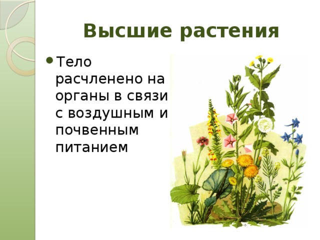 Высшие растения Тело расчленено на органы в связи с воздушным и почвенным питанием 