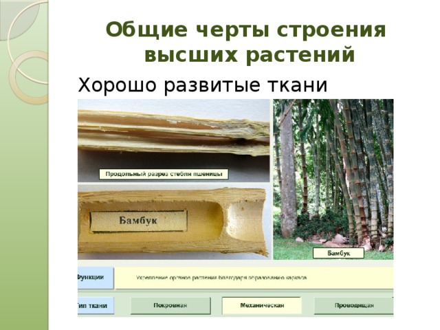 Общие черты строения  высших растений Хорошо развитые ткани 
