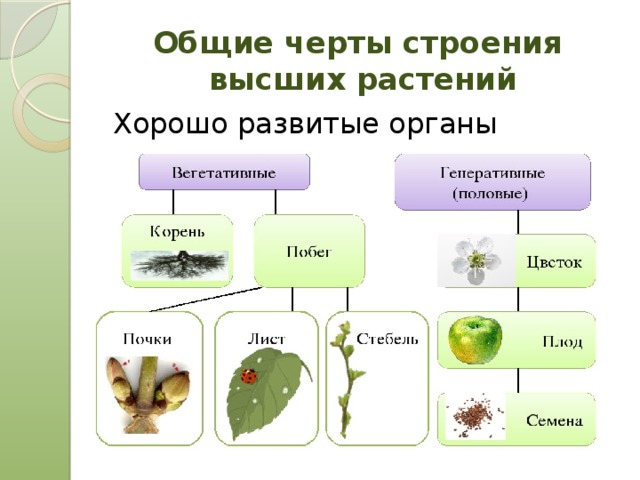 Общие черты строения  высших растений Хорошо развитые органы 
