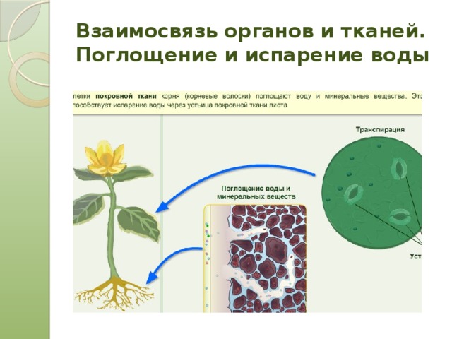 Взаимосвязь органов и тканей.  Поглощение и испарение воды 