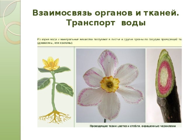 Взаимосвязь органов и тканей.  Транспорт воды 