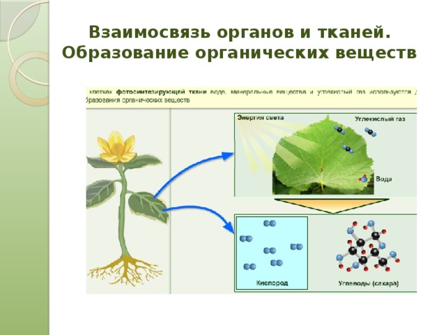 Взаимосвязь органов и тканей.  Образование органических веществ 