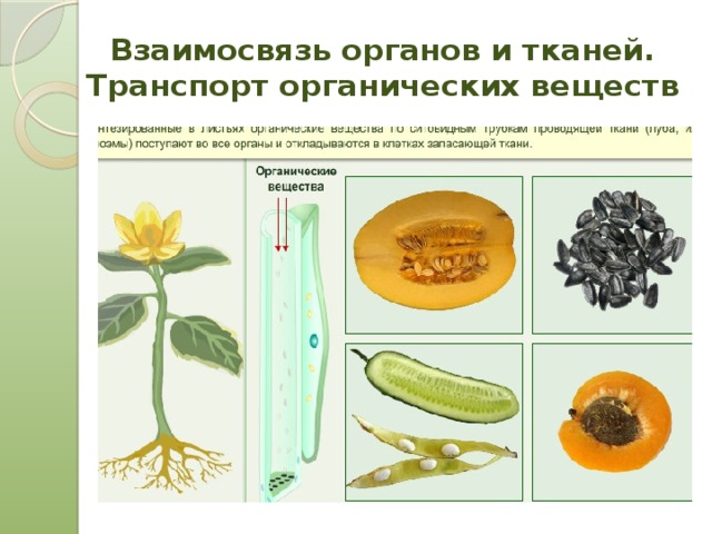 Взаимосвязь органов и тканей.  Транспорт органических веществ 