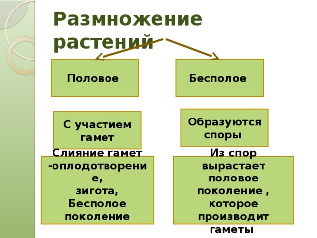 Размножение растений Половое Бесполое Образуются споры С участием гамет Из спор вырастает половое поколение , которое производит гаметы Слияние гамет -оплодотворение, зигота, Бесполое поколение  