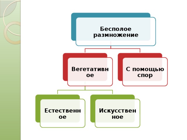 Бесполое размножение Вегетативное С помощью спор Естественное Искусственное 