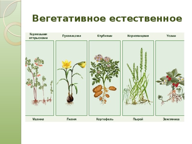 Вегетативное естественное 