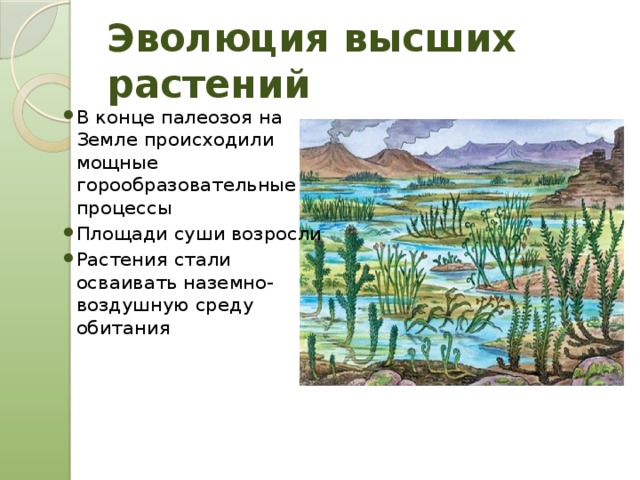 Эволюция высших растений В конце палеозоя на Земле происходили мощные горообразовательные процессы Площади суши возросли Растения стали осваивать наземно-воздушную среду обитания 