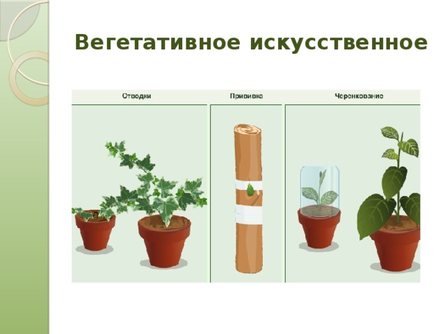 Вегетативное искусственное 