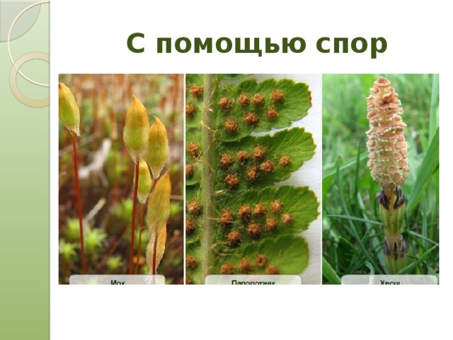 С помощью спор 