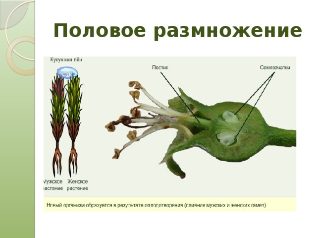 Половое размножение 