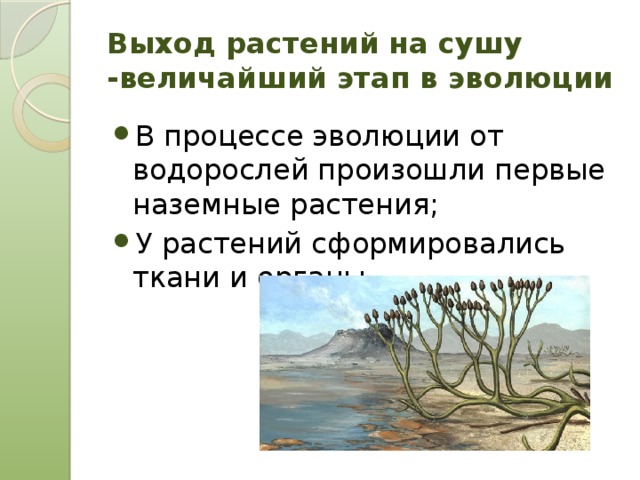 Выход растений на сушу -величайший этап в эволюции В процессе эволюции от водорослей произошли первые наземные растения; У растений сформировались ткани и органы 