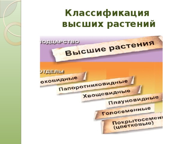 Классификация  высших растений 