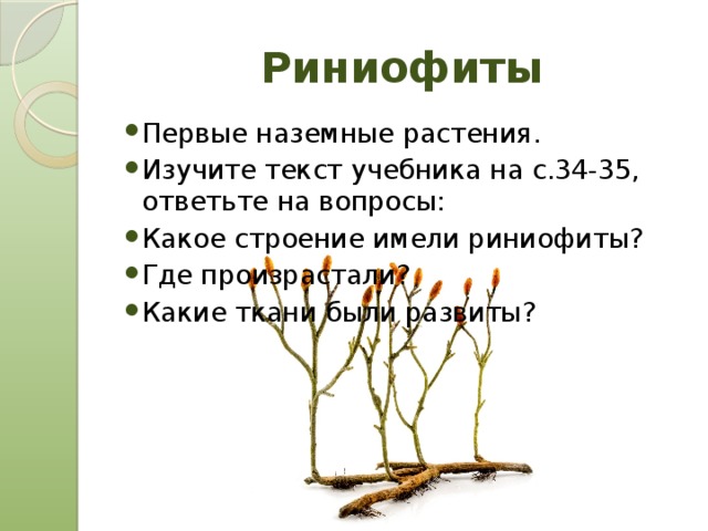 Риниофиты Первые наземные растения. Изучите текст учебника на с.34-35, ответьте на вопросы: Какое строение имели риниофиты? Где произрастали? Какие ткани были развиты? 