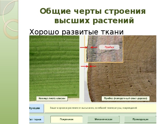 Общие черты строения  высших растений Хорошо развитые ткани 