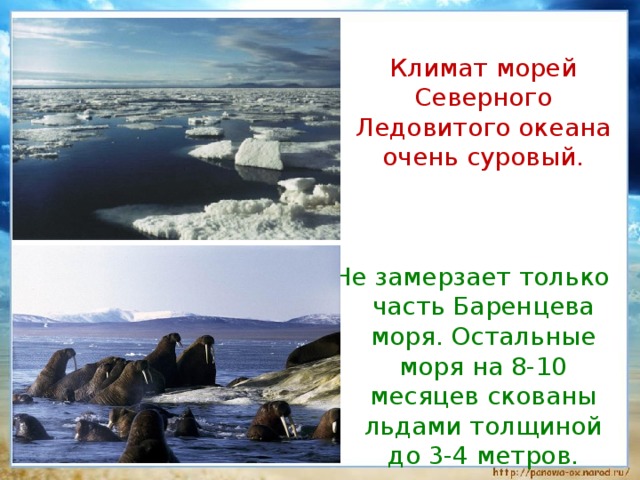  Климат морей Северного Ледовитого океана очень суровый. Не замерзает только часть Баренцева моря. Остальные моря на 8-10 месяцев скованы льдами толщиной до 3-4 метров. 