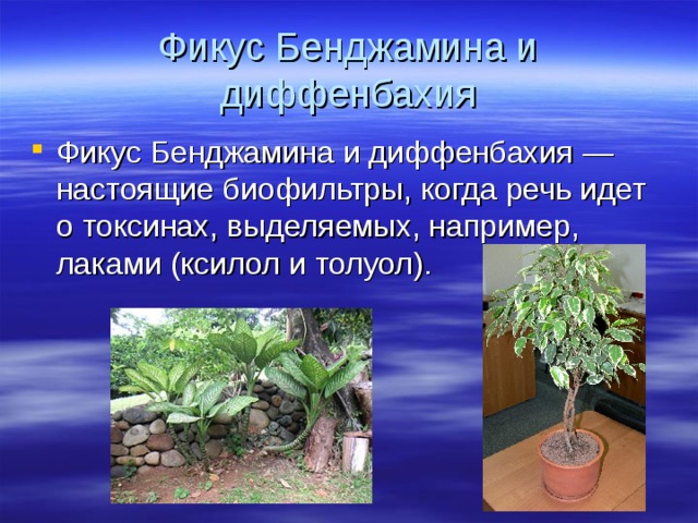 Фикус Бенджамина и диффенбахия Фикус Бенджамина и диффенбахия — настоящие биофильтры, когда речь идет о токсинах, выделяемых, например, лаками (ксилол и толуол). 