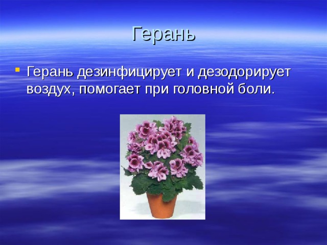 Герань Герань дезинфицирует и дезодорирует воздух, помогает при головной боли. 