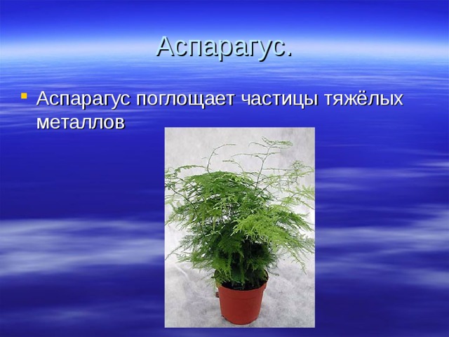 Аспарагус. Аспарагус поглощает частицы тяжёлых металлов 