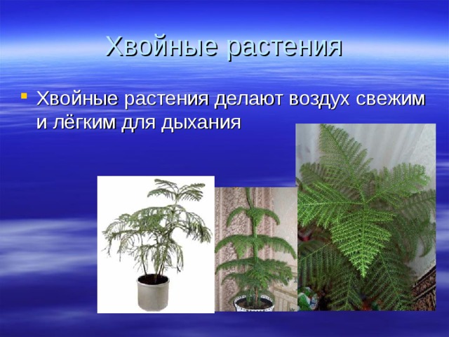 Хвойные растения Хвойные растения делают воздух свежим и лёгким для дыхания 
