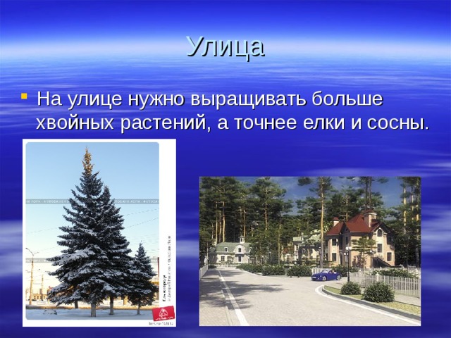 Улица На улице нужно выращивать больше хвойных растений, а точнее елки и сосны. 