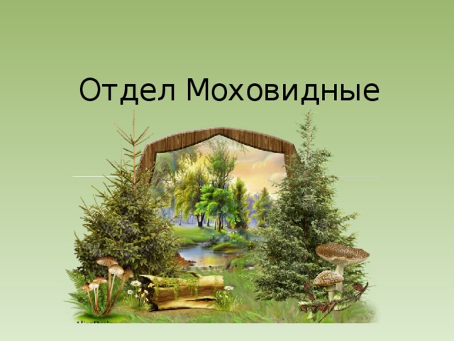 Отдел Моховидные 