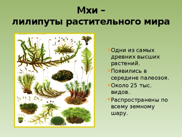 Мхи –  лилипуты растительного мира Одни из самых древних высших растений. Появились в середине палеозоя. Около 25 тыс. видов. Распространены по всему земному шару. 