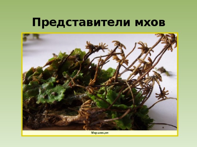 Представители мхов 