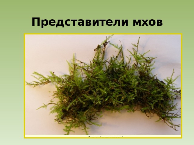 Представители мхов 