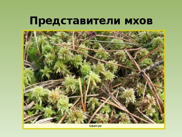 Представители мхов 