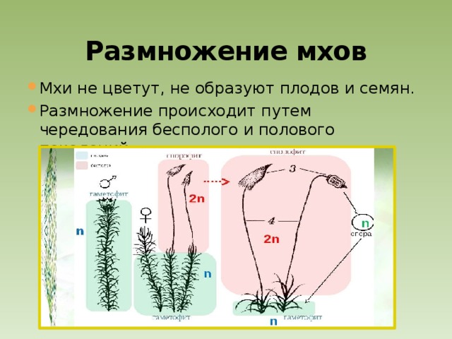 Размножение мхов Мхи не цветут, не образуют плодов и семян. Размножение происходит путем чередования бесполого и полового поколений 