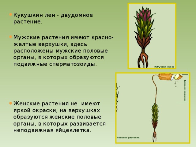 Кукушкин лен - двудомное растение. Мужские растения имеют красно-желтые верхушки, здесь расположены мужские половые органы, в которых образуются подвижные сперматозоиды. Женские растения не имеют яркой окраски, на верхушках образуются женские половые органы, в которых развивается неподвижная яйцеклетка. 