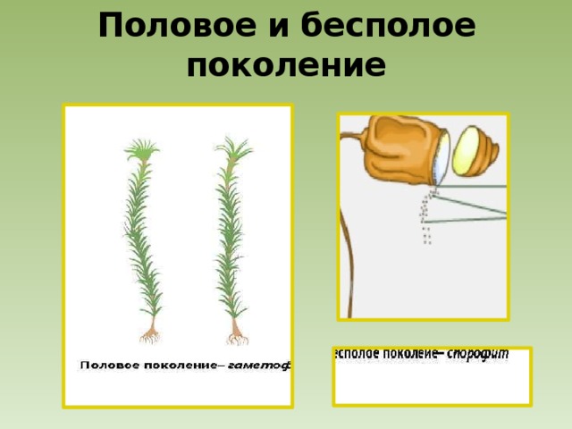 Половое и бесполое поколение 