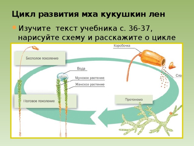 Цикл развития мха кукушкин лен Изучите текст учебника с. 36-37, нарисуйте схему и расскажите о цикле развития мха кукушкин лен. Капля росы или дождя помогает сперматозоиду попасть на верхушки женских растений. Здесь происходит оплодотворение. В результате образуется зигота. На следующий год из зиготы формируется коробочка со спорами- бесполое поколение . Споры созревают и высыпаются. Попав на почву прорастают, образуя тонкую нить –протонему(проросток). Нить ветвится, на ней появляются почки, из которых вырастают обеги мха – половое поколение.  