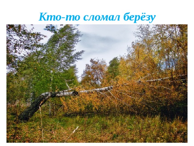 Кто-то сломал берёзу 