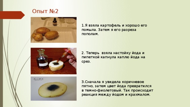 Опыт №2 1.Я взяла картофель и хорошо его помыла. Затем я его разреза пополам. 2. Теперь взяла настойку йода и пипеткой капнула каплю йода на срез. 3.Сначала я увидела коричневое пятно, затем цвет йода превратился в темно-фиолетовый. Так происходит реакция между йодом и крахмалом. 
