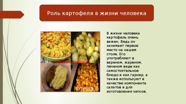 Роль картофеля в жизни человека В жизни человека картофель очень важен. Ведь он занимает первое место на нашем столе. Его употребляют в вареном, жареном, печеном виде как самостоятельное блюдо и как гарнир, а также используют в качестве компонента салатов и для изготовления чипсов. 