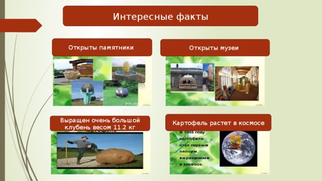 Интересные факты Открыты памятники Открыты музеи Картофель растет в космосе Выращен очень большой клубень весом 11.2 кг 