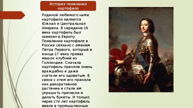 История появления картофеля Родиной любимого нами картофеля является Южная и Центральная Америка. В середине 16 века картофель был завезен в Европу. Появление картофеля в России связано с именем Петра Первого, который в конце 17 века привез мешок клубней из Голландии. Сначала картофель приняли очень враждебно и даже считали его ядовитым. В связи с этим его приняли как декоративное растение и стали им украшать прически и делать букеты. И только через сто лет картофель ввели в промышленные цели. 