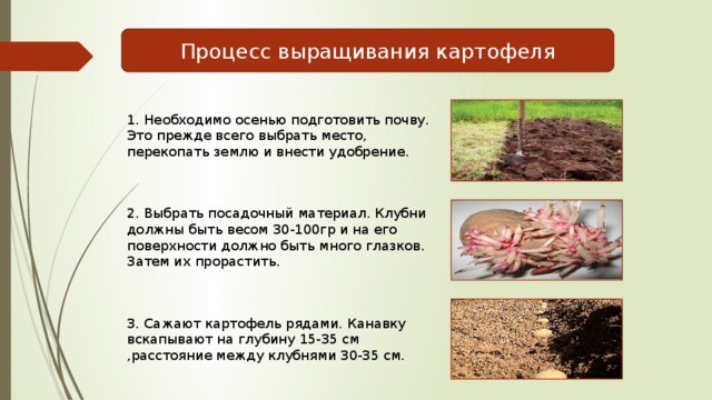 Процесс выращивания картофеля 1. Необходимо осенью подготовить почву. Это прежде всего выбрать место, перекопать землю и внести удобрение. 2. Выбрать посадочный материал. Клубни должны быть весом 30-100гр и на его поверхности должно быть много глазков. Затем их прорастить. 3. Сажают картофель рядами. Канавку вскапывают на глубину 15-35 см ,расстояние между клубнями 30-35 см. 
