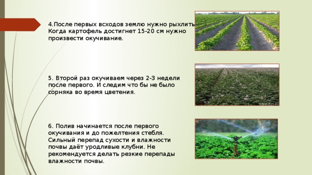 4.После первых всходов землю нужно рыхлить. Когда картофель достигнет 15-20 см нужно произвести окучивание. 5. Второй раз окучиваем через 2-3 недели после первого. И следим что бы не было сорняка во время цветения. 6. Полив начинается после первого окучивания и до пожелтения стебля. Сильный перепад сухости и влажности почвы даёт уродливые клубни. Не рекомендуется делать резкие перепады влажности почвы. 