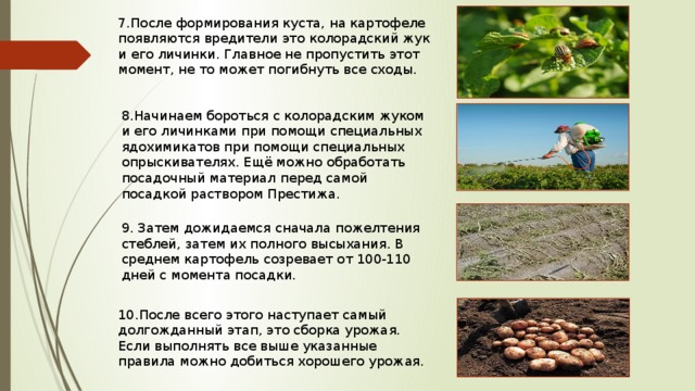 7.После формирования куста, на картофеле появляются вредители это колорадский жук и его личинки. Главное не пропустить этот момент, не то может погибнуть все сходы. 8.Начинаем бороться с колорадским жуком и его личинками при помощи специальных ядохимикатов при помощи специальных опрыскивателях. Ещё можно обработать посадочный материал перед самой посадкой раствором Престижа. 9. Затем дожидаемся сначала пожелтения стеблей, затем их полного высыхания. В среднем картофель созревает от 100-110 дней с момента посадки. 10.После всего этого наступает самый долгожданный этап, это сборка урожая. Если выполнять все выше указанные правила можно добиться хорошего урожая. 